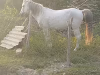 Hengst, Azerbaijan horse — Foto 1