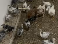 Chickens — الصورة 2