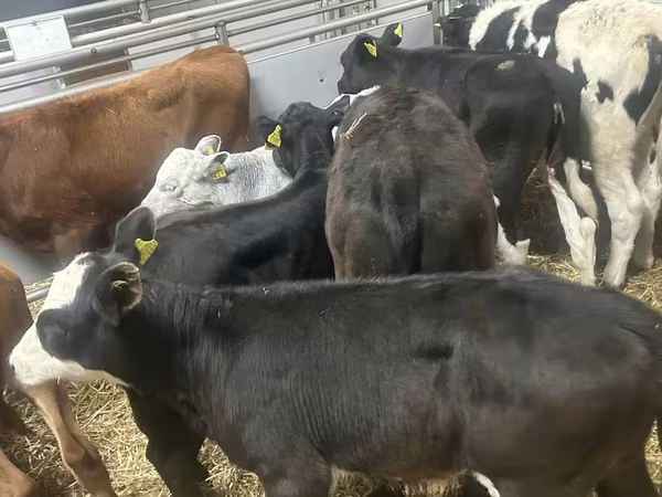 Buğa, Mal-qara