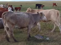 Kuh, Simmental cattle — Foto 1