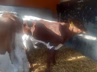 Bulle, Simmental cattle — Foto 2