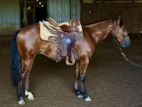 Hengst, Quarter Horse — Foto 5