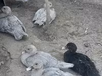 Ducks — Foto 2