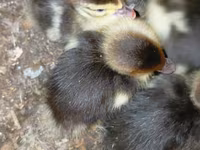 Ducks — foto 3