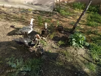 Ducks — फ़ोटो 3