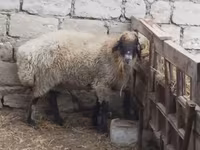 Widder, Blackheaded Persian sheep — Foto 3