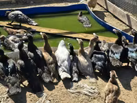 Ducks — Foto 1