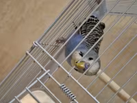 Dalğalı tutuquşu və qəfəs dəsti - Növ: dalğalı tutuquşu (budgerigar) — фото 3