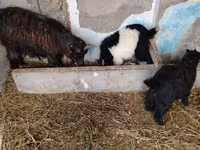 Goat, Goats — photo 1