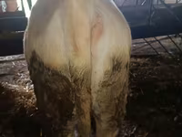 公牛, Simmental cattle — 照片 2