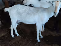 Ешкі, Saanen goat — 2-сурет