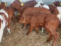 ثور, Simmental cattle — الصورة 1