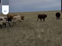 بقرة, Latvian Blue cattle — الصورة 2