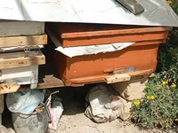 Arıçılıq üçün taxta arı pətəyi - Material: qalın taxta, ön hissədə — 1-сурет