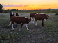 Cow, Kazakh White-headed cow — photo 1