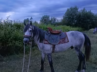 حصان, Azerbaijan horse — الصورة 2