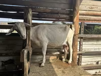 बकरी, Alpine goat — फ़ोटो 6