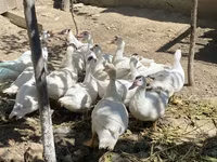 Ducks — الصورة 4
