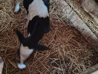 Vaca, Russian Black pied cattle — foto 1