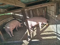 Sow, Pigs — photo 1