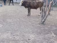 Bulle, Simmental cattle — Foto 5