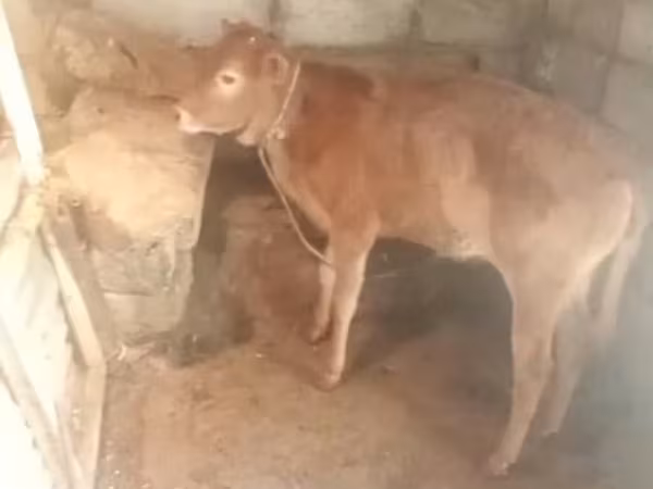 Сиыр, Ірі қара