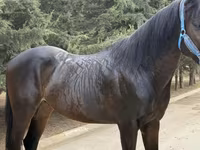 Hengst, Thoroughbred horse — Foto 6