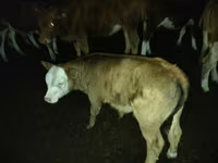 Bulle, Simmental cattle — Foto 4