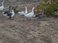 Geese — 8-rasm