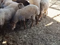 भेड़, भेड़ — फ़ोटो 4