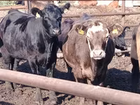 Cow, Aberdeen-Angus — photo 1