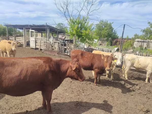 Бик, Latvian Blue cattle
