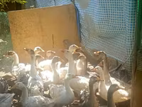 Geese — Foto 2