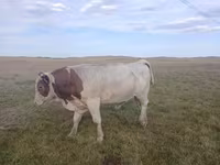 Bulle, Simmental cattle — Foto 1