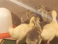Geese — الصورة 3