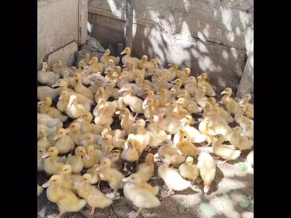 بكين ألماني
