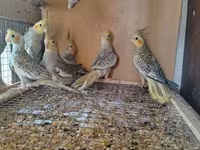 Vatsapla elaqe saxlasyin quslar qefesler Məhsul: Nimfa (Cockatiel) — الصورة 1