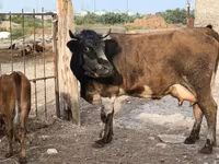Sigir, Qoramol — 4-rasm