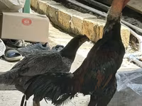 Chickens — 2-сурет