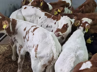 Rinder (Partie, Geschlecht nicht angegeben), Simmental cattle — Foto 4