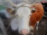 Kuh, Simmental cattle — Foto 1