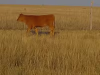 Bulle, Swiss cattle — Foto 2