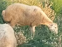 Sheep, Sheep — photo 1