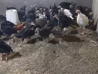 Turkeys — foto 1