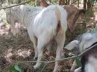 Козел, LaMancha goats — фото 2