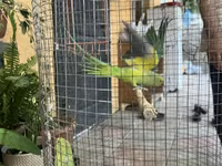 Papuqay 2 si birgə 380 azn — foto 2
