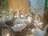 Geese — Foto 4