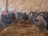 Chickens — foto 2
