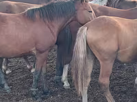 Madyan, Horse breed — foto 5