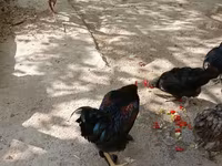 Chickens — 6-rasm